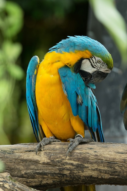 Oiseau ara assis sur l'arbre