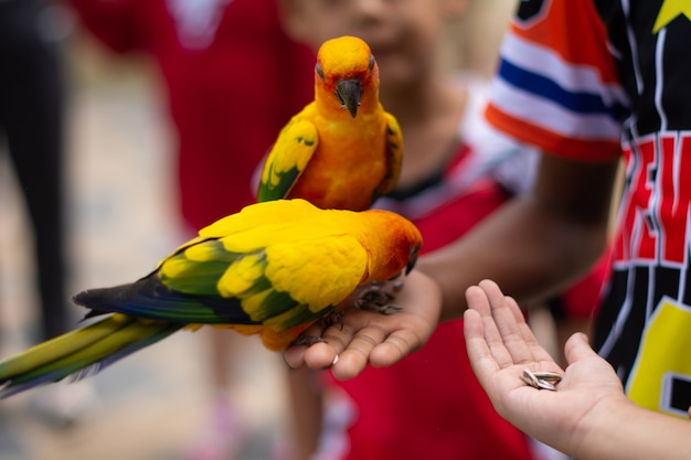 Photo oiseau ara mangeant de la main de l'homme