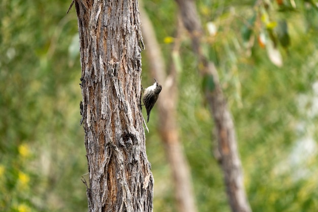 Un oiseau sur un arbre cherche de la nourriture.