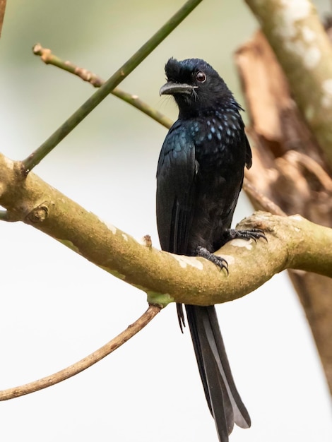 Un oiseau asiatique de taille moyenne connu sous le nom de Drongo à queue de raquette (Dicrurus paradiseus)