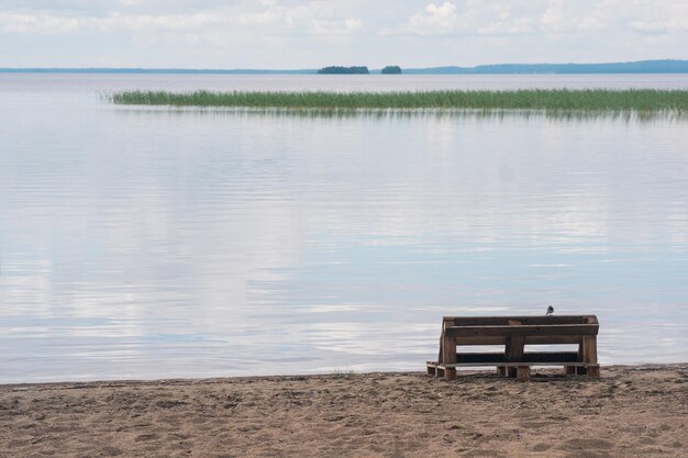 un oiseau assis sur un banc fait de vieilles palettes sur un rivage de sable d'un vaste lac