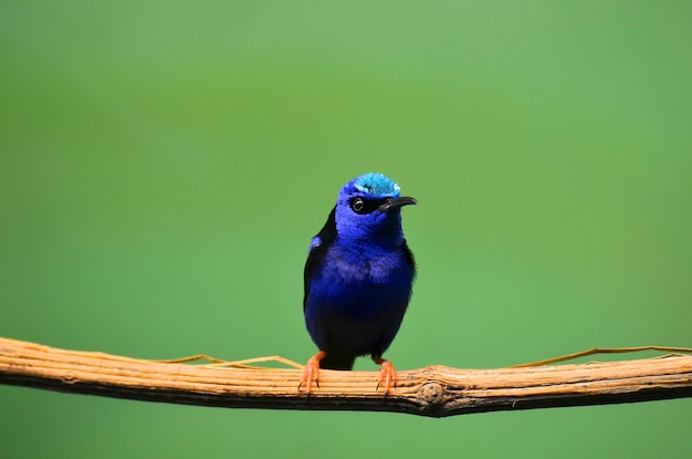 Photo un oiseau assis sur une branche d'arbre