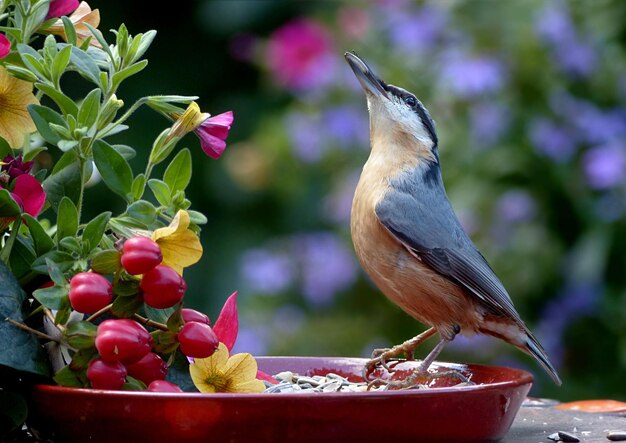 Photo oiseau assis dans un bac de fleur pour papier peint