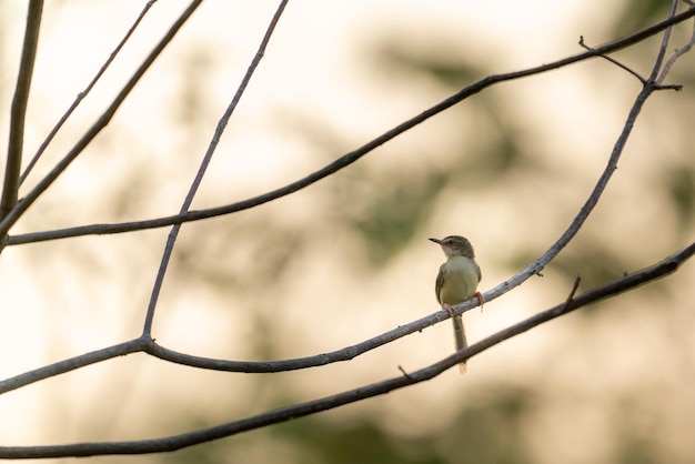 Oiseau assis sur un fond de nature de branche