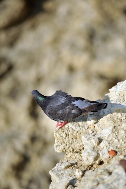 Oiseau assis sur un rocher regardant l'extraction