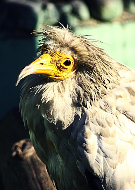 Un oiseau au bec jaune