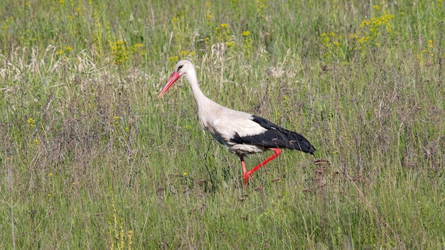 Photo un oiseau au bec rouge se promène dans un champ