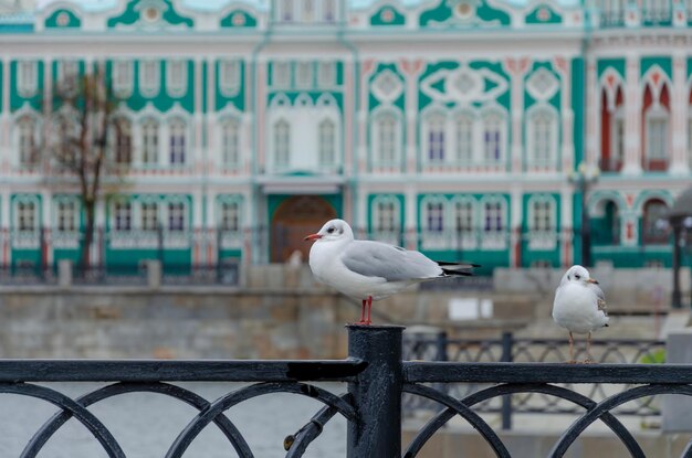 Un oiseau au bec rouge