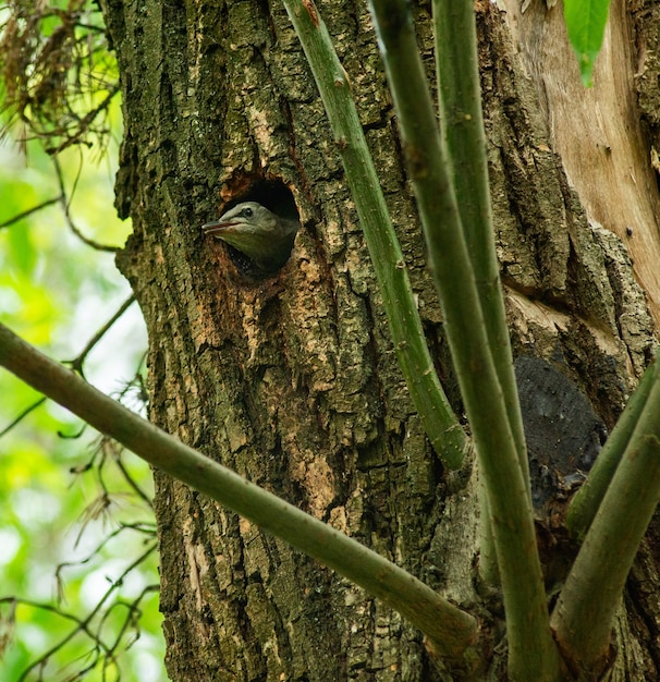 Oiseau au creux en été