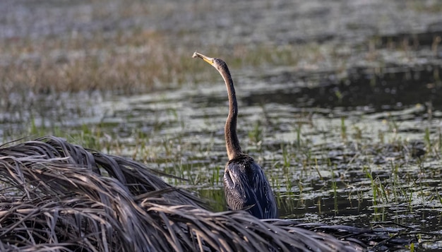 Photo un oiseau au long cou