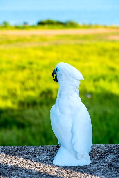 oiseau au parc naturel le soir