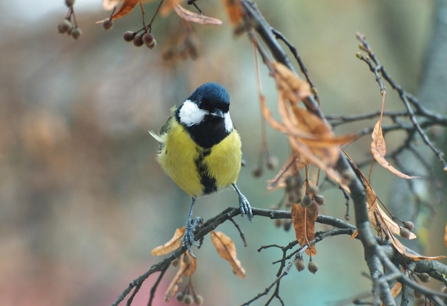 Un oiseau au visage blanc et noir sur la tête