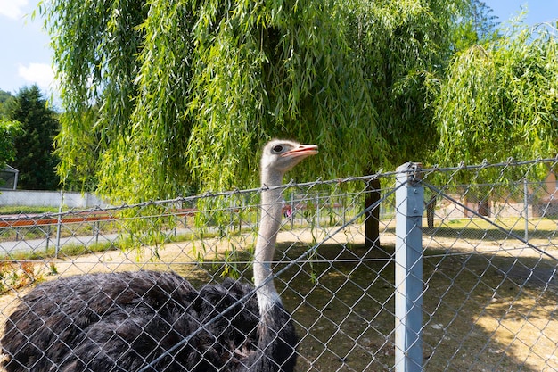 Oiseau d'autruche dans le zoo