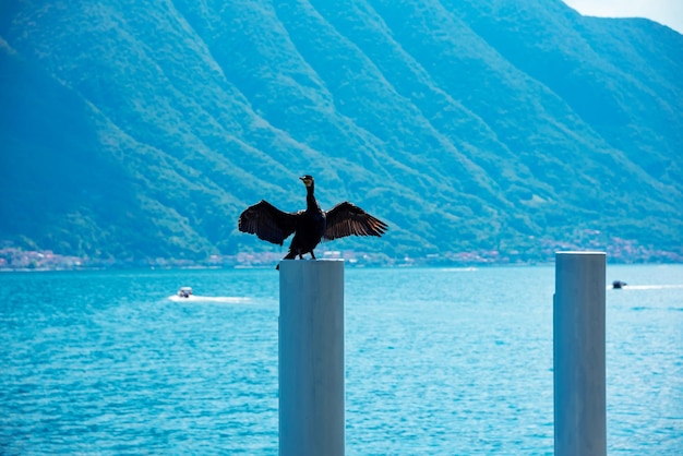 Oiseau aux ailes ouvertes sur le lac de Côme en Italie