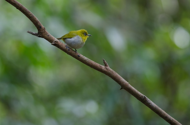 Oiseau aux yeux blancs, debout sur une branche