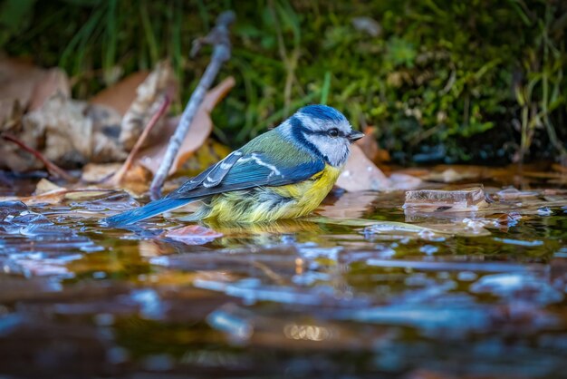 L'oiseau azur est assis sur la glace fendue d'une flaque de glace à la recherche d'eau à boire