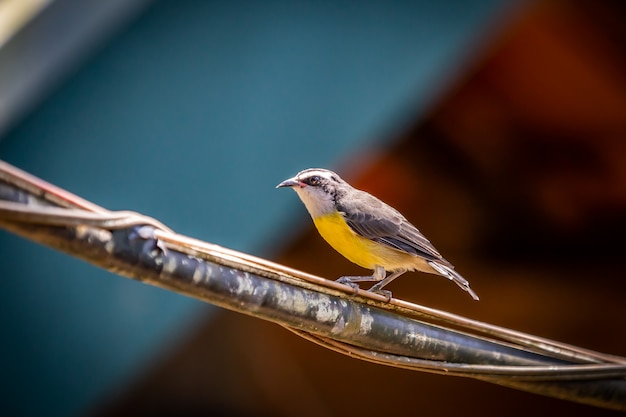 Oiseau Bananaquits (Coereba Flaveola) debout sur un fil dans la campagne brésilienne