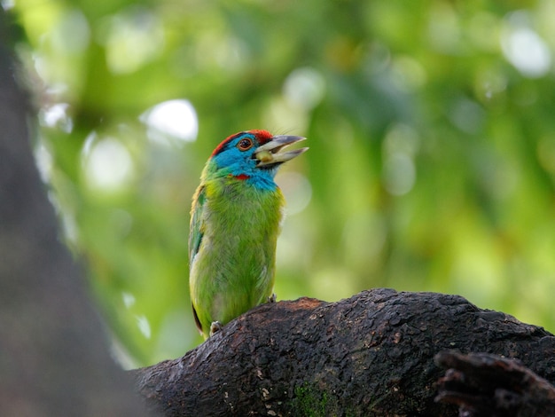 Photo oiseau barbet à gorge bleue se nourrissant de fruits