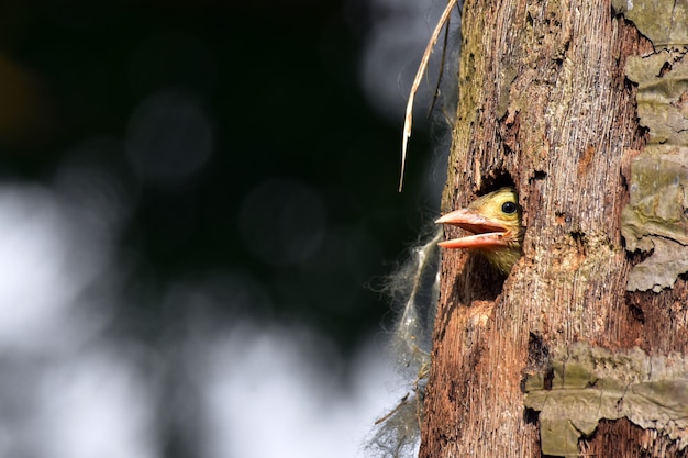 Oiseau barbet ligné au nid