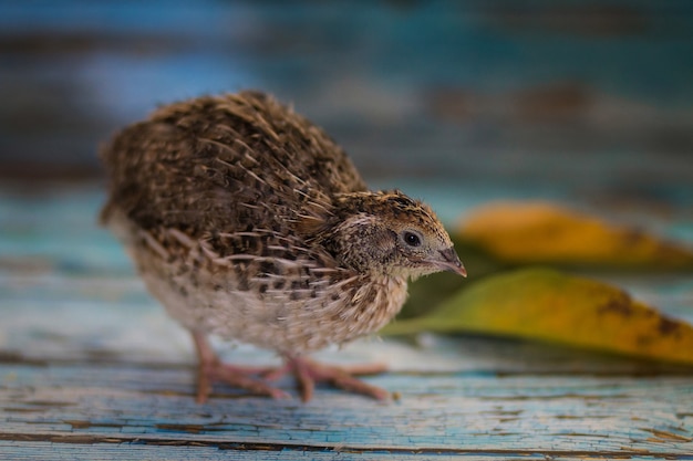 Oiseau de bébé pelucheux d'une caille d'une couleur naturelle sur une table en bois bleue