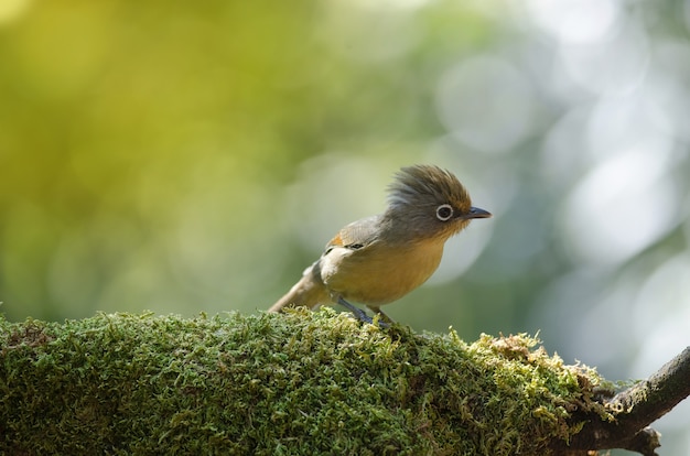 Oiseau à bec barré (Actinodura ramsayi)