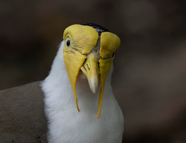 Un oiseau avec un bec jaune et un visage noir et blanc.
