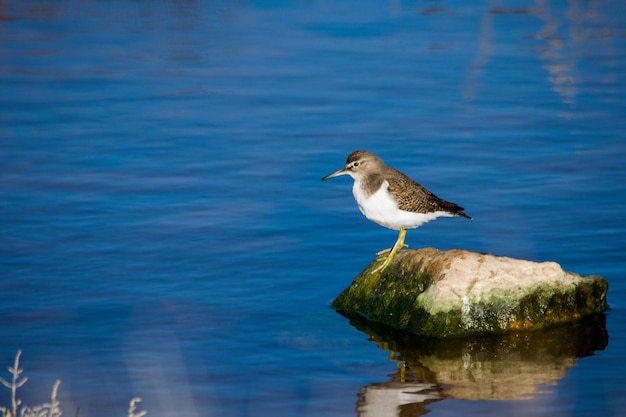 Un oiseau bécasseau commun, long bec brun et blanc, reposant sur un rocher dans l'eau saumâtre à Malte