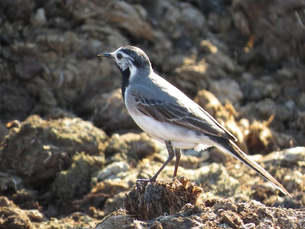 Oiseau et belle nature