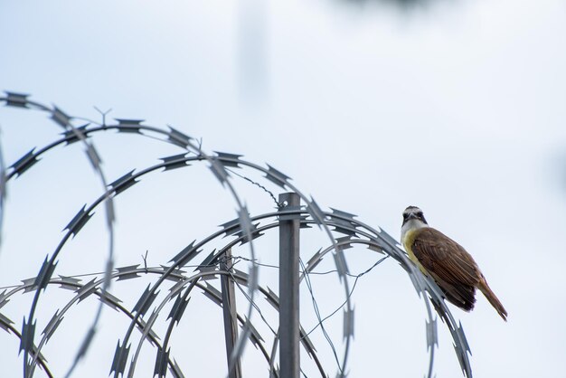 Oiseau bemtevi au brésil appelé bemtevi assis sur une clôture de sécurité mise au point sélective de la lumière naturelle