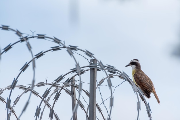 Oiseau bemtevi au brésil appelé bemtevi assis sur une clôture de sécurité mise au point sélective de la lumière naturelle