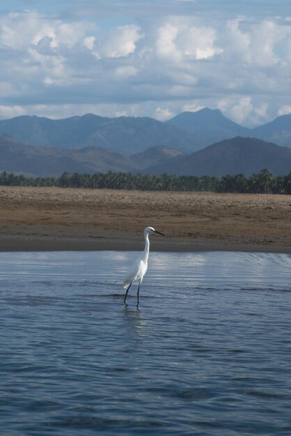 Oiseau blanc Ardea alba sur la plage d'Ixtapa Zihuatanejo au Mexique avec un espace pour le texte