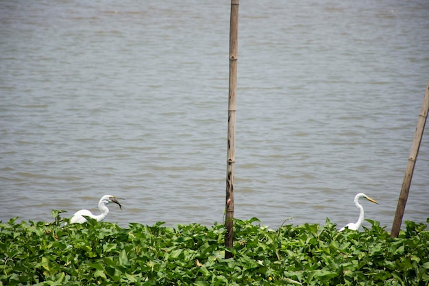 Oiseau blanc butor ou oiseaux Aigrette volant et regardant de la nourriture dans la rivière Chao Phraya à l'extérieur du temple Wat Ku ou Phra Nang Rua Lom à la ville de Pak kret à Nonthaburi Thaïlande