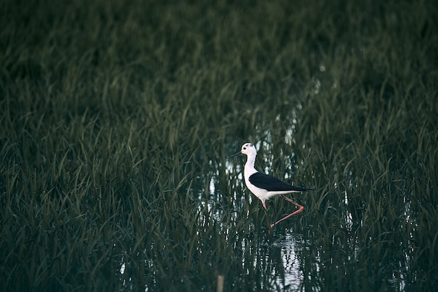 Oiseau blanc sur échasses dans le champ vert