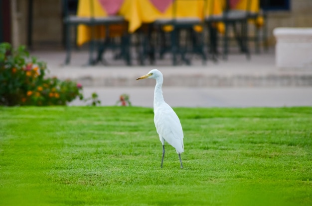 Oiseau blanc d'Egypte sur un pré vert