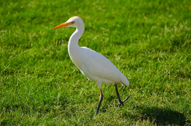 Oiseau blanc d'Egypte sur un pré vert