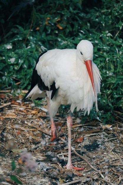 Photo un oiseau blanc perché sur un champ