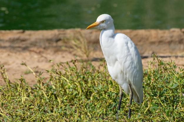 Un oiseau blanc perché sur l'herbe.