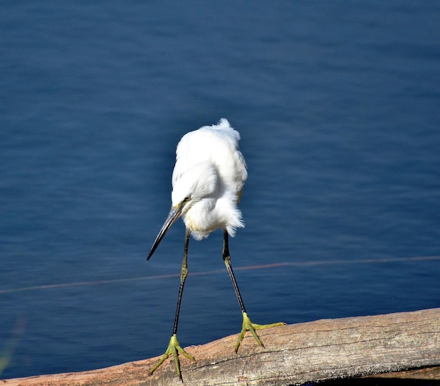 Photo un oiseau blanc perché sur un lac