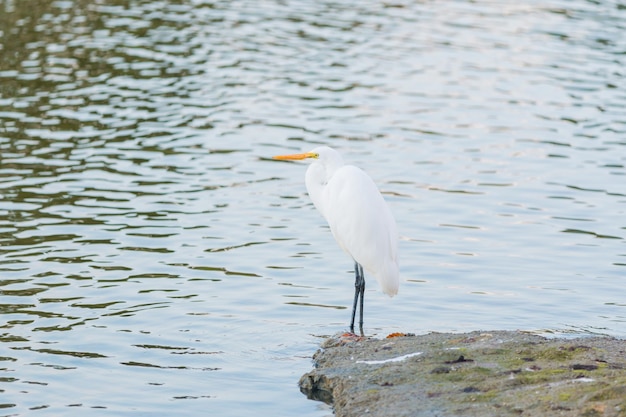 Photo un oiseau blanc perché sur un lac