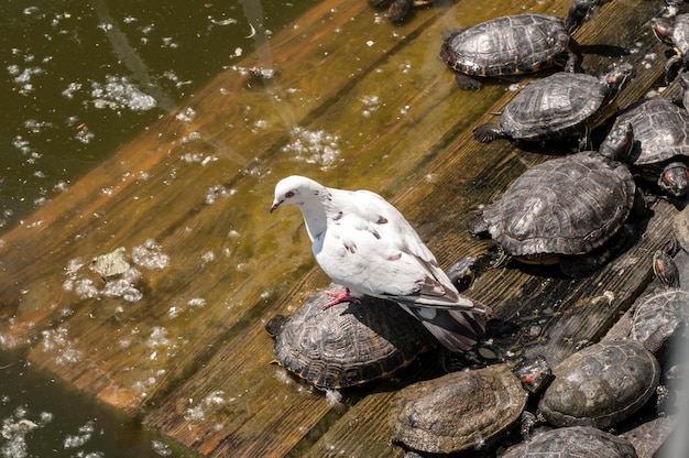 Oiseau blanc posé sur une tortue