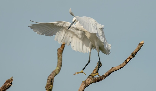 Un oiseau blanc avec une queue noire