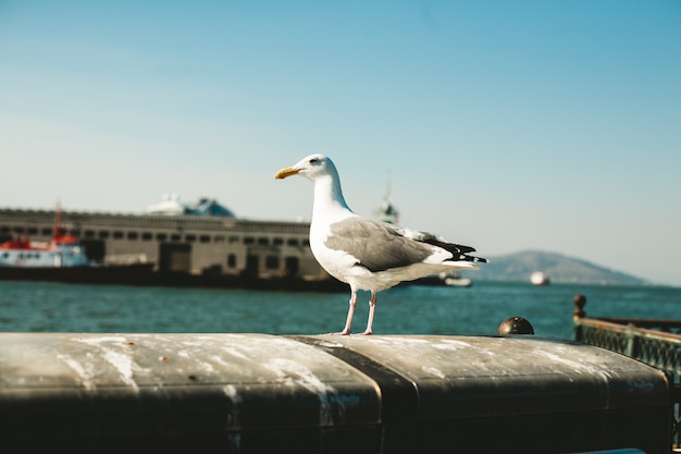 Oiseau blanc se dresse au bord du balcon