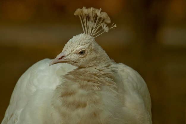 Un oiseau blanc avec une tête et des plumes noires