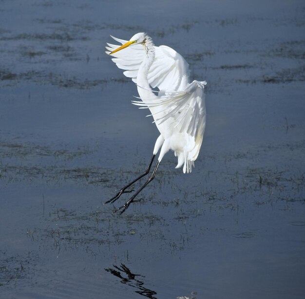 Photo un oiseau blanc volant au-dessus du lac