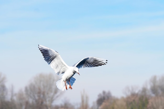 Un oiseau blanc vole sous l'eau