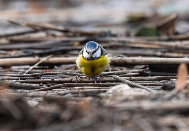 Photo oiseau bleu dans un nid sur le sol à l'automne