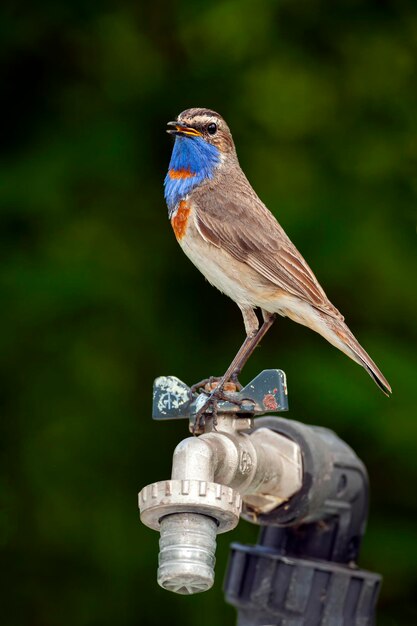 L'oiseau Bluethroat est assis sur un robinet d'eau. Fermer...