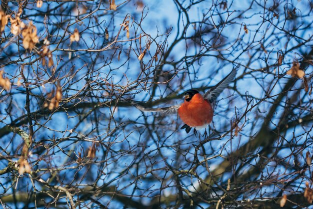 Oiseau de Bouvreuil vole entre les branches des arbres