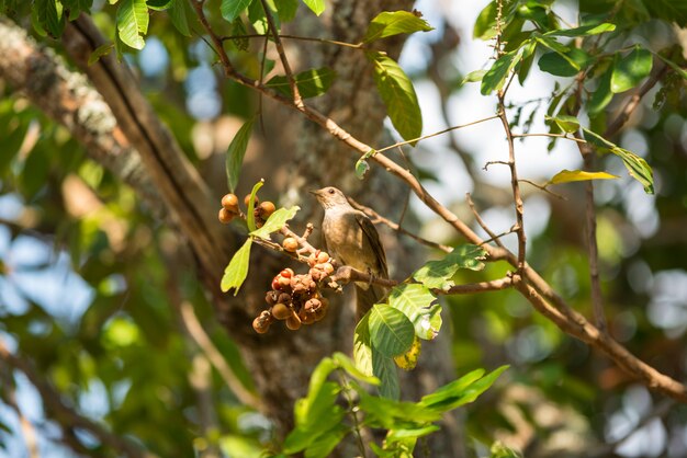 Oiseau sur une branche d&#39;arbre