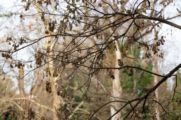 Oiseau sur une branche dans la forêt